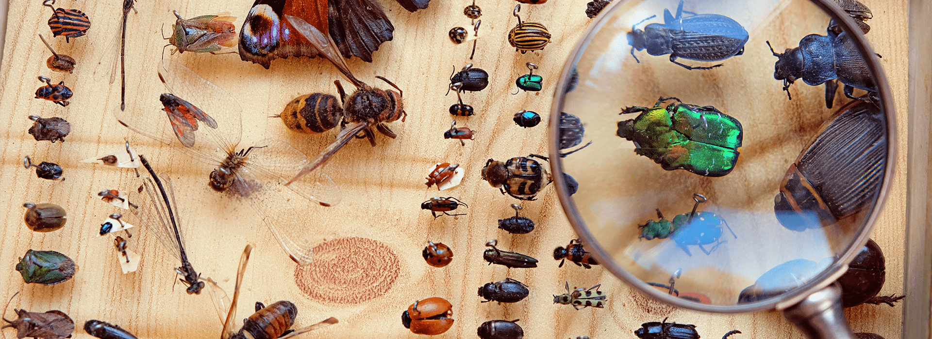 pest-library-3.png