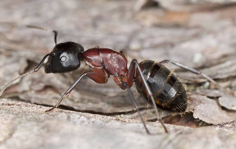 Carpenter Ants