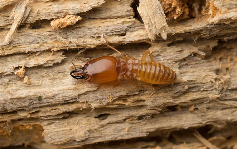 Termites