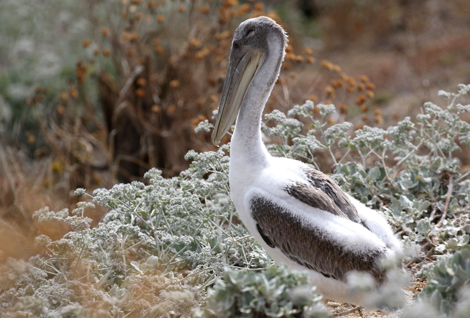 web-pelican.jpg