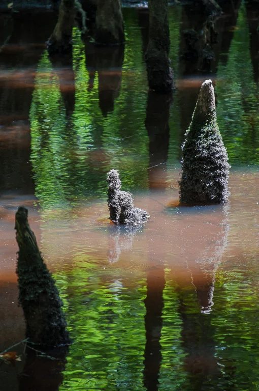 Hobbits in Four Holes Swamp