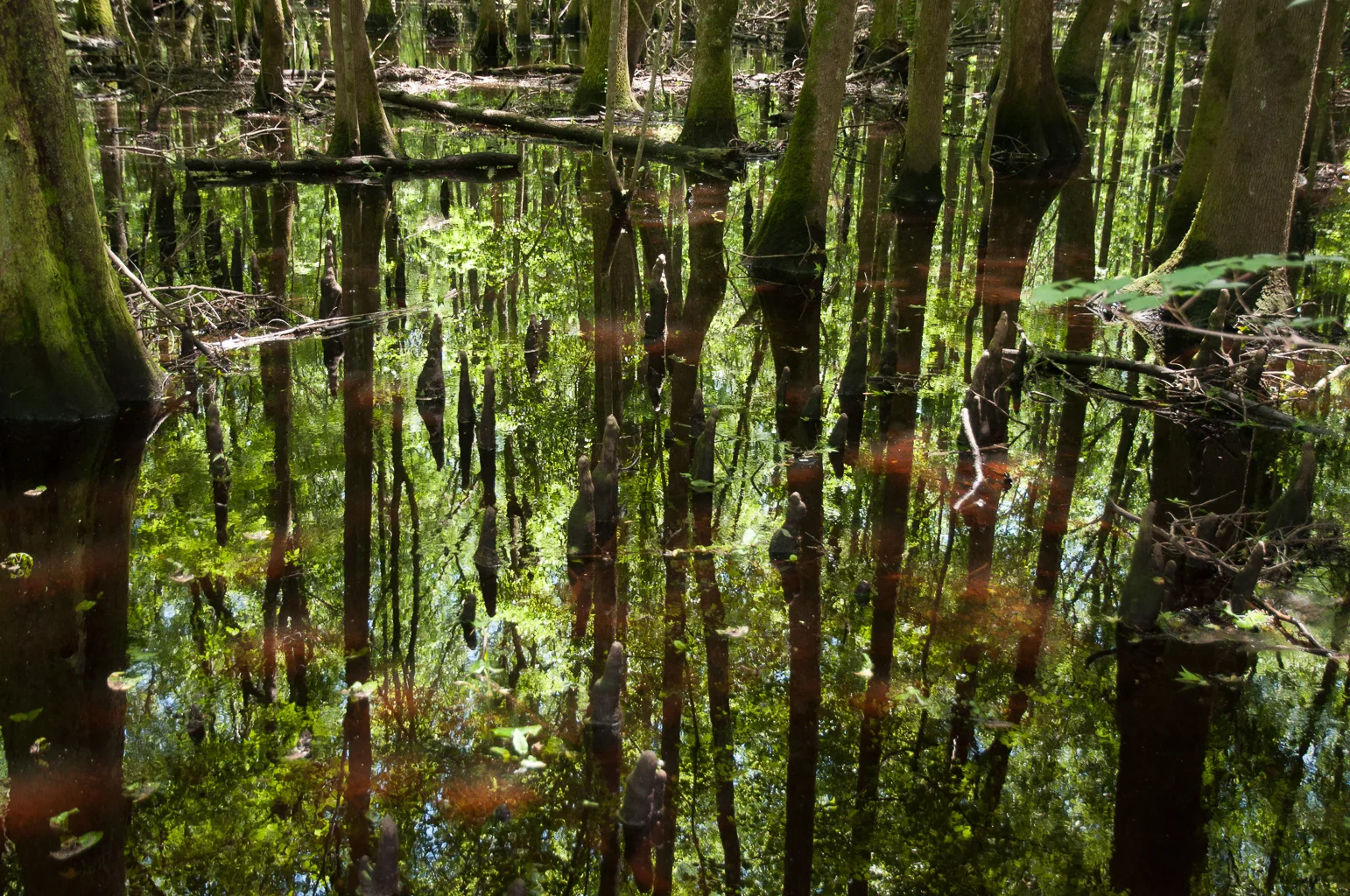 Cypress Depths