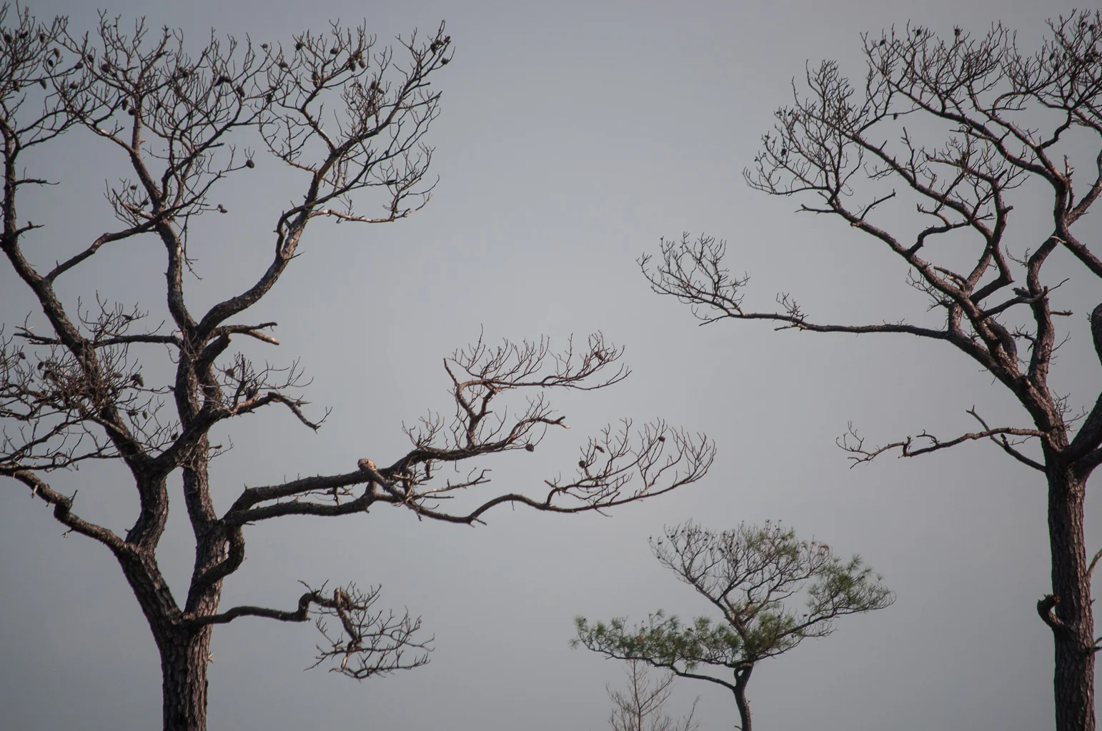 Last Trees in Rumbley Marsh