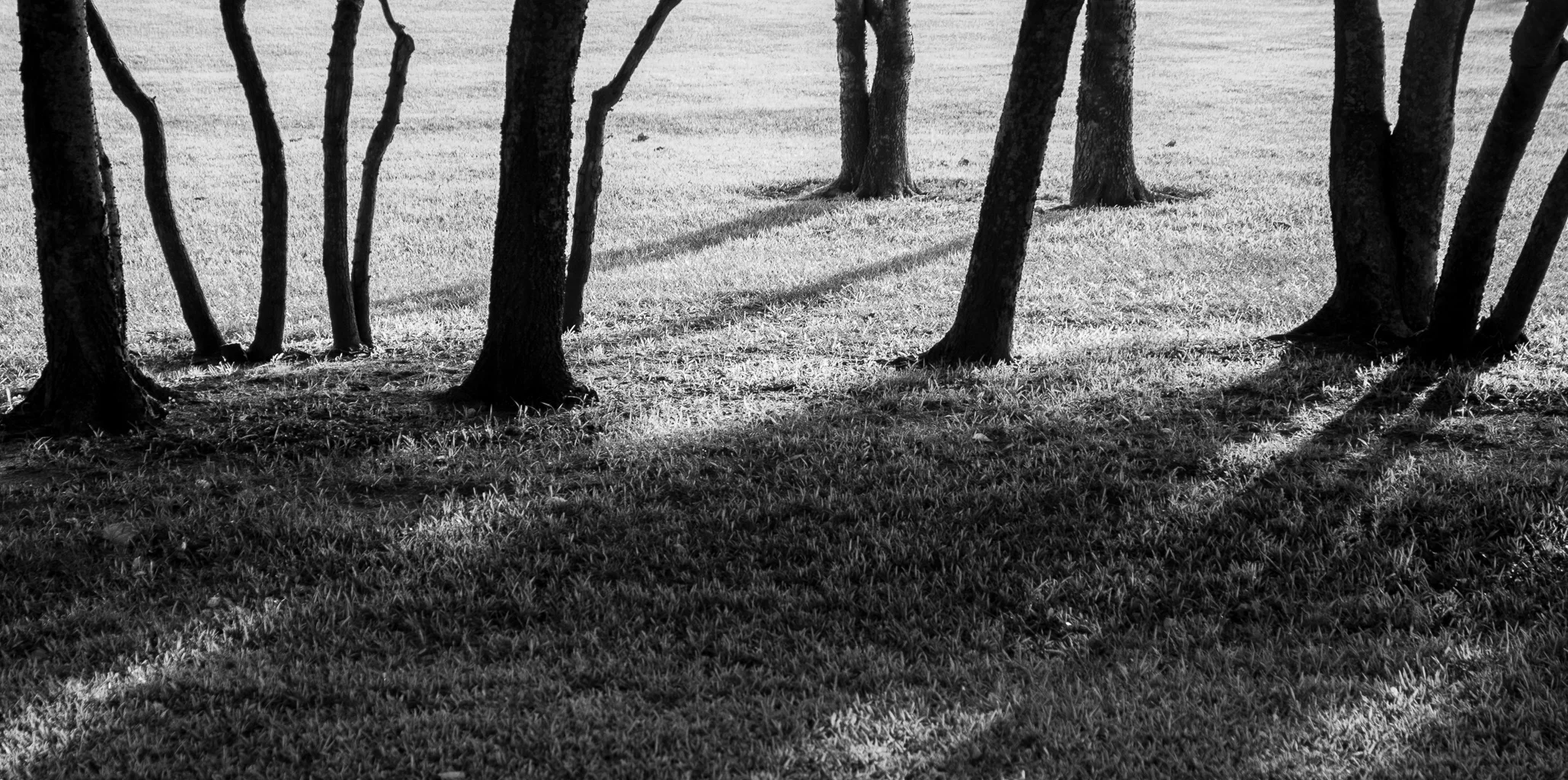 Nancy's Trees II
