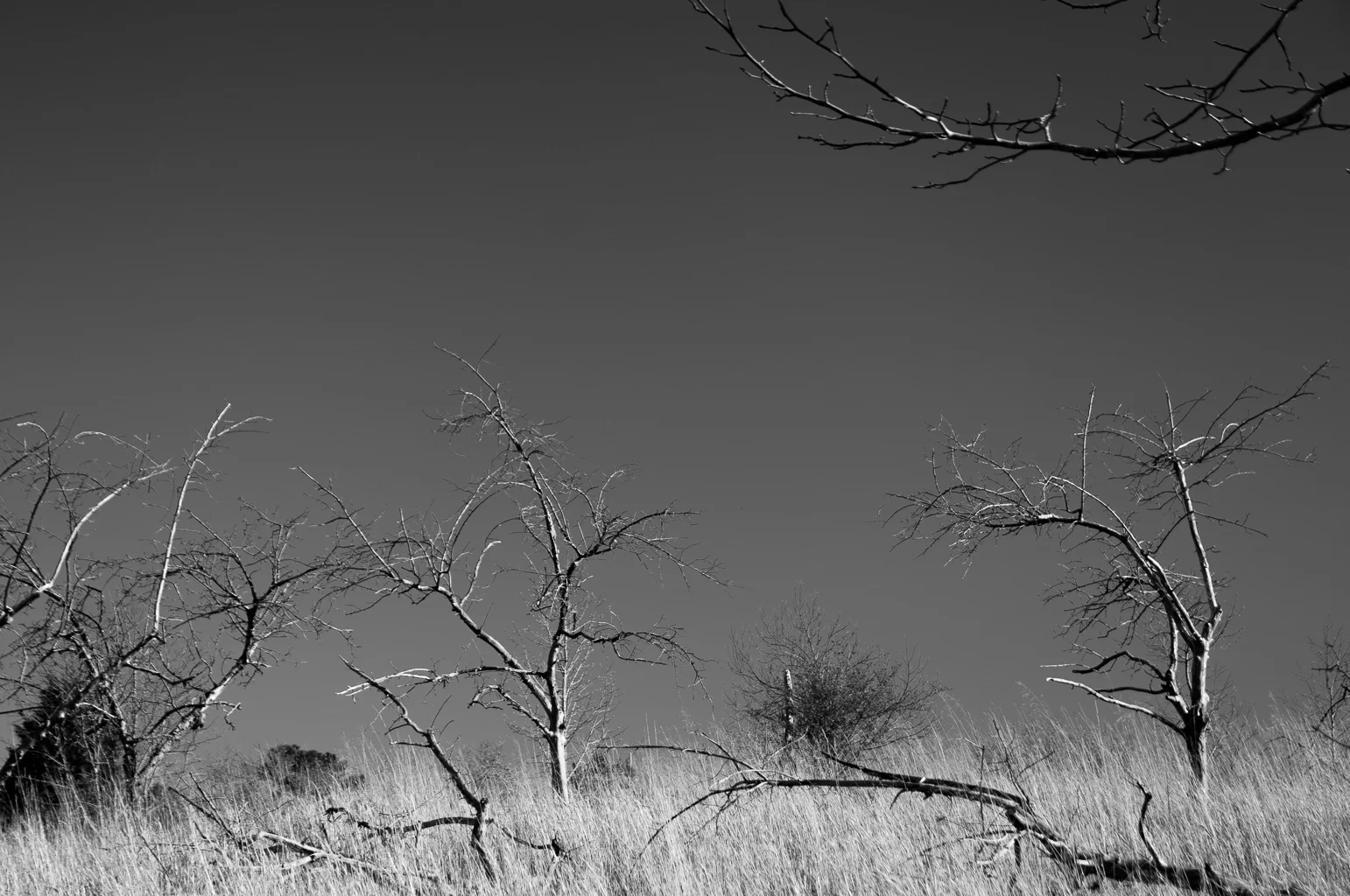 Secret Orchard