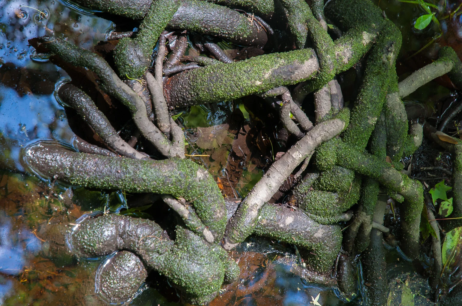 Swamp Knot