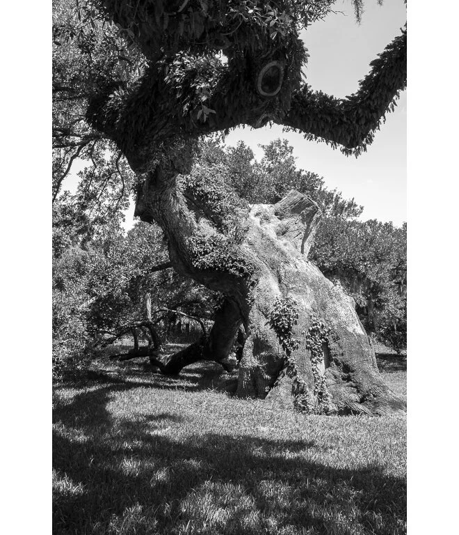 &nbsp;&nbsp;&nbsp;&nbsp;&nbsp;&nbsp;&nbsp;&nbsp;&nbsp;&nbsp;&nbsp;&nbsp;&nbsp;&nbsp;&nbsp;Grandfather Oak of Magnolia Cemetery