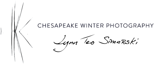 Chesapeake Winter Photography  |  Lynn Teo Simarski