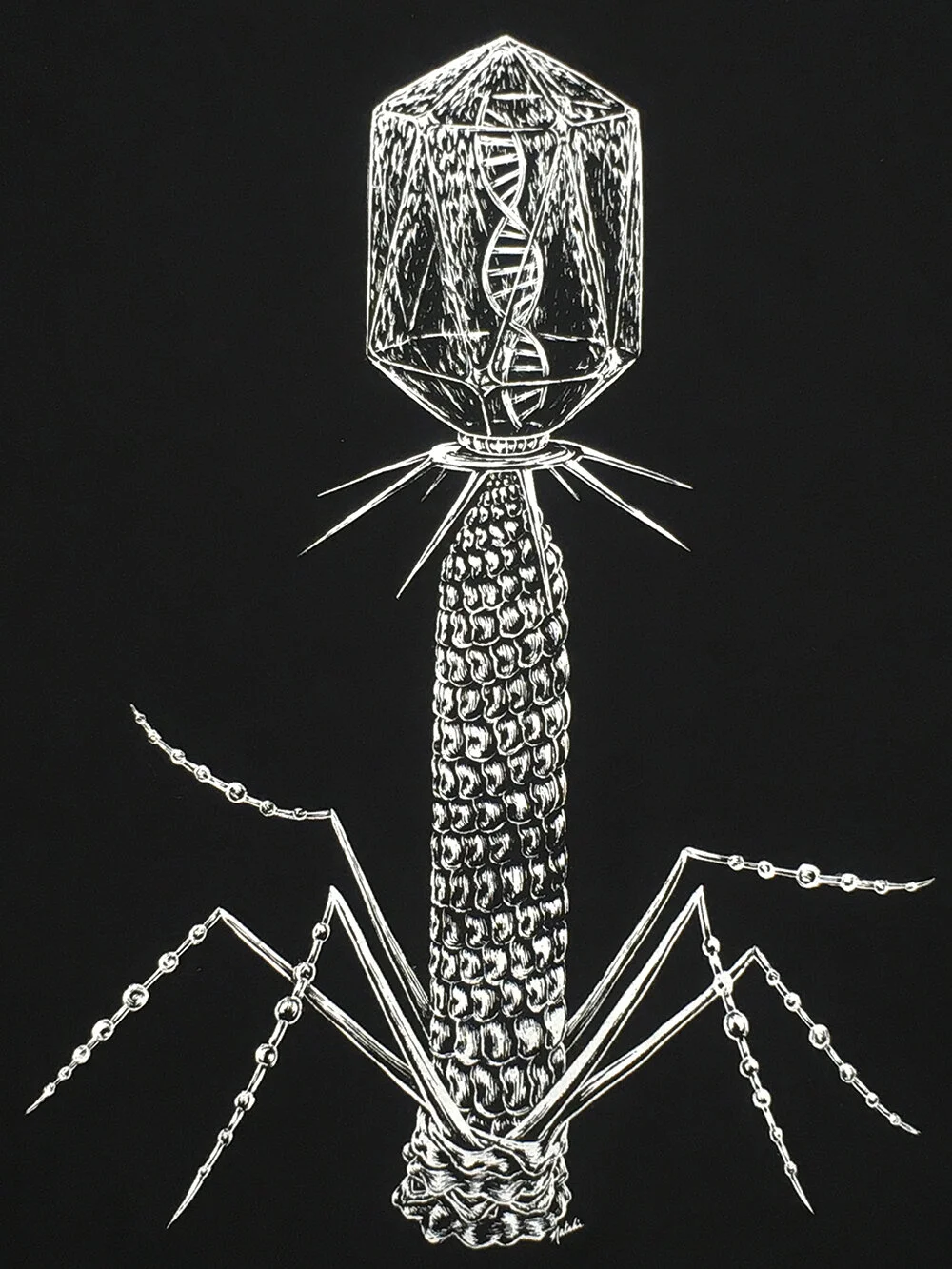 Bacteriophage_shirt2.jpg