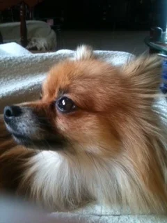 Taking Care of those who Care for Us: Lessons I Learned from my Dog