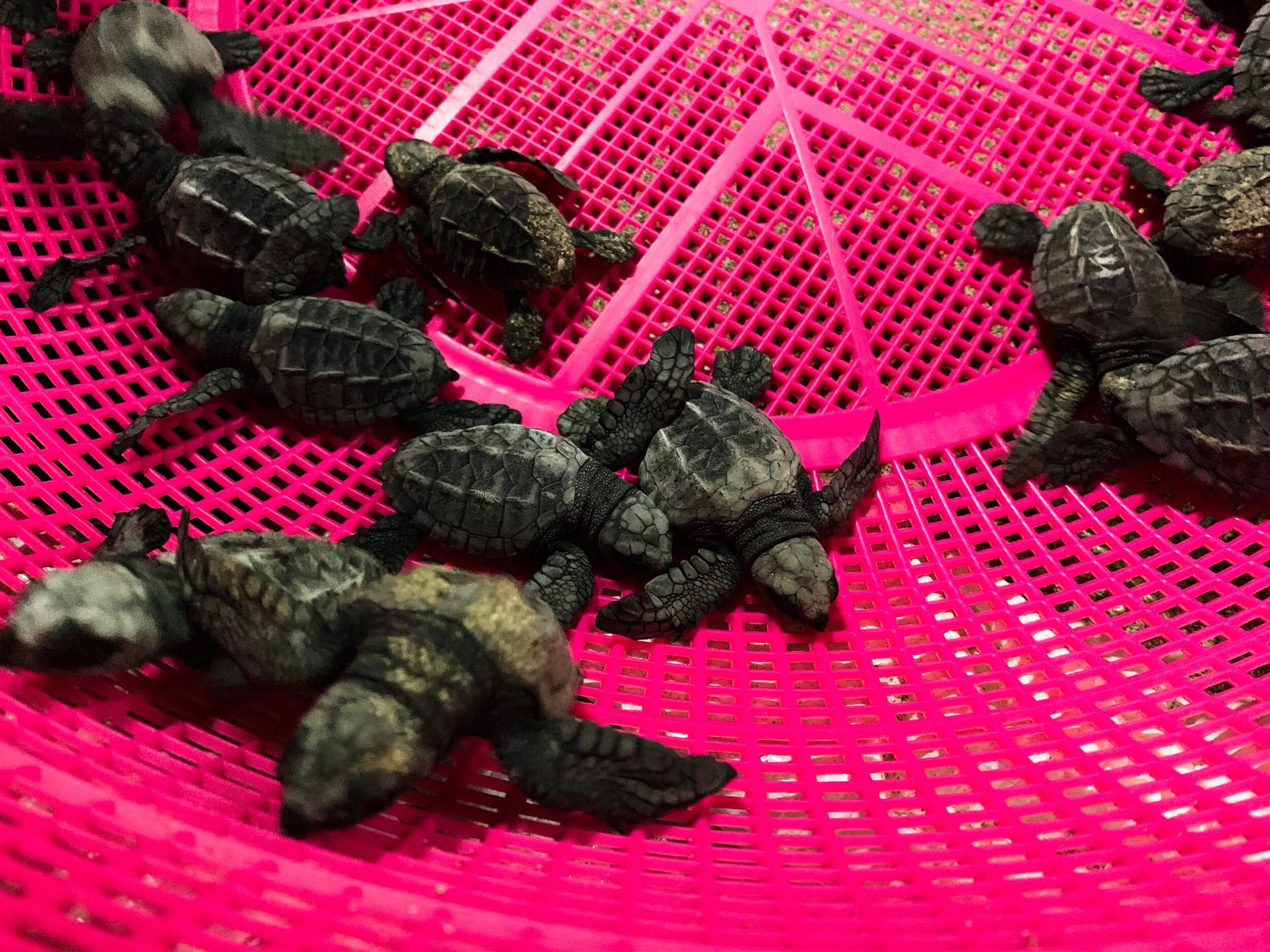 Baby Turtles