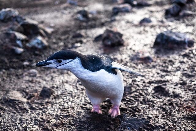 Antarctica, part 1. 
There are so many amazing things to share about our time exploring the white continent, and to be honest it&rsquo;s a bit overwhelming where to start. So, here are some chinstrap penguins to kick things off. We were lucky to obse