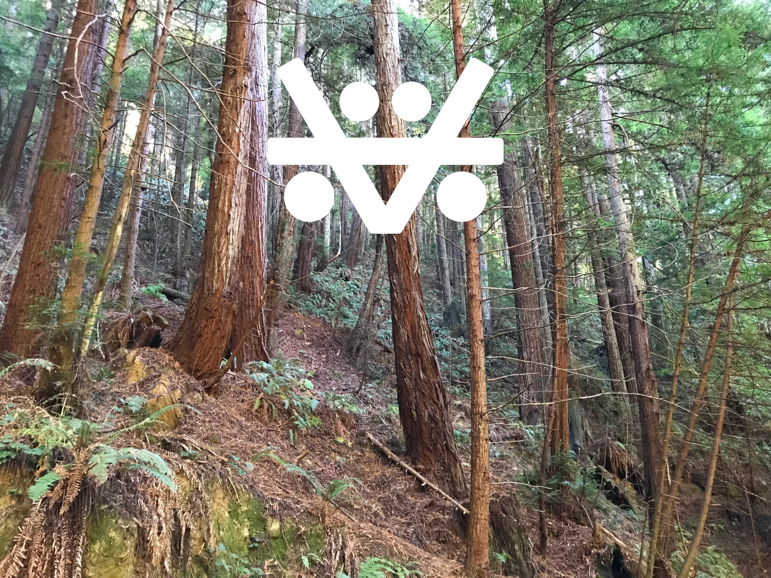 VH_WS_Home_04 Redwoods_V2.jpg