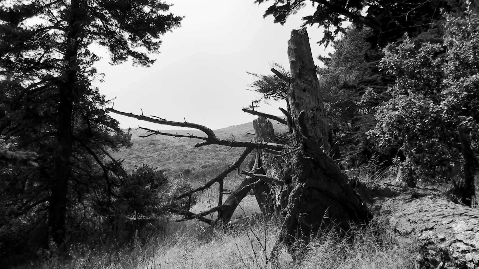 Video for "long after everyone is dead" live on Youtube