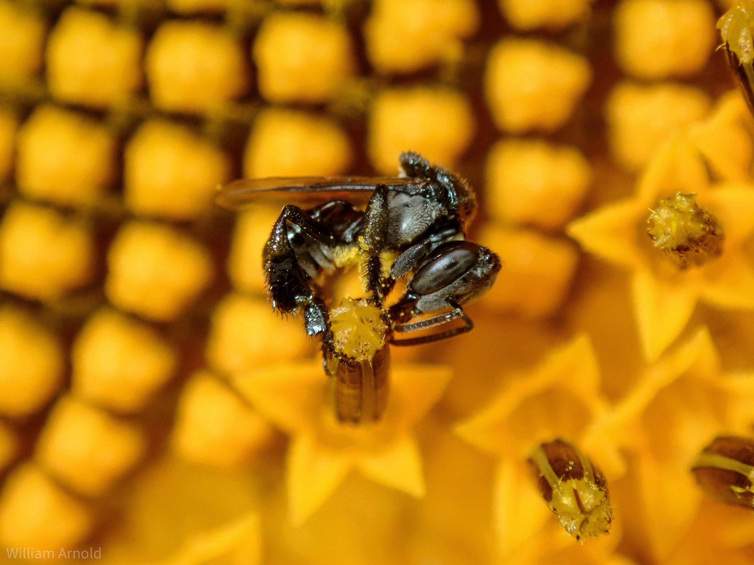 20190421-sugarbag bee 2.jpg