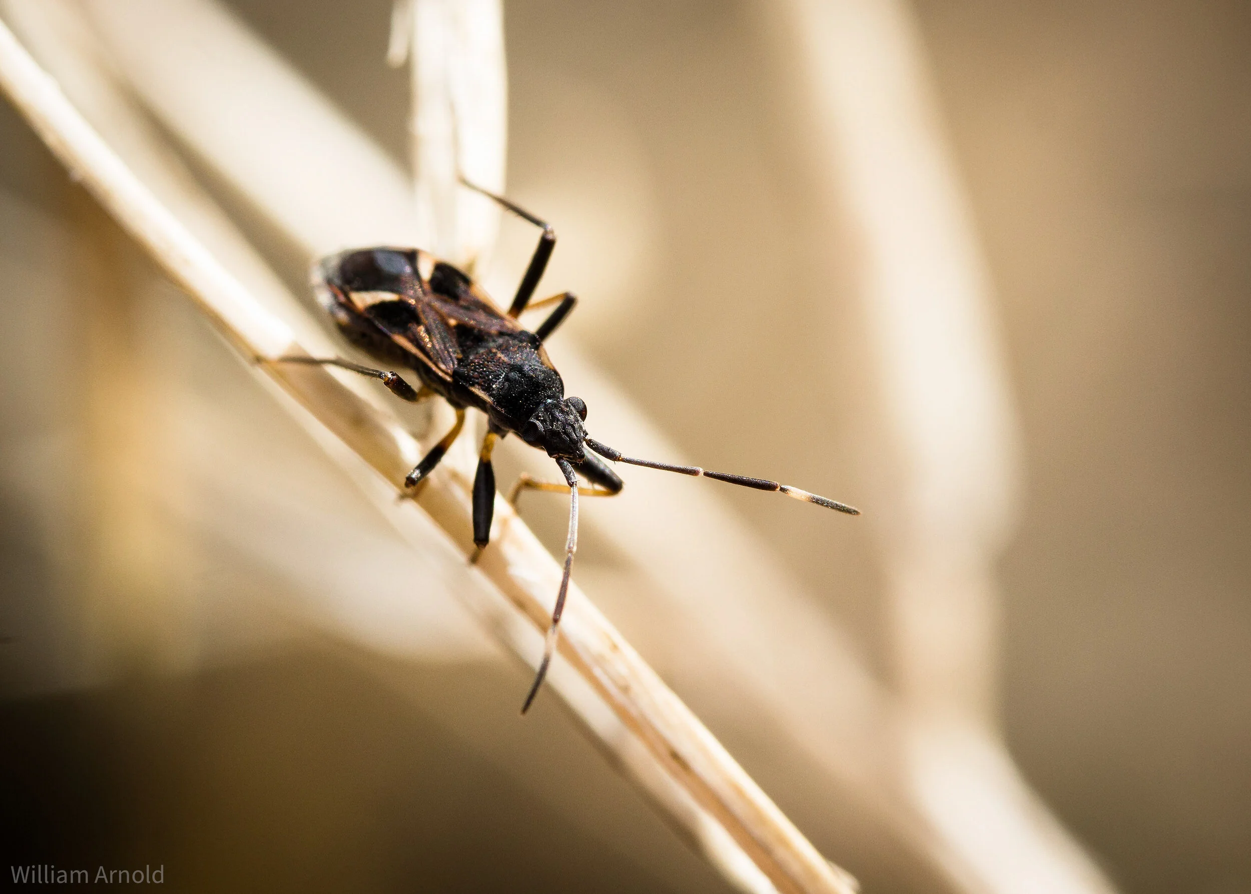 20171225-Seed bug (Dieuches spp. [Hemipter