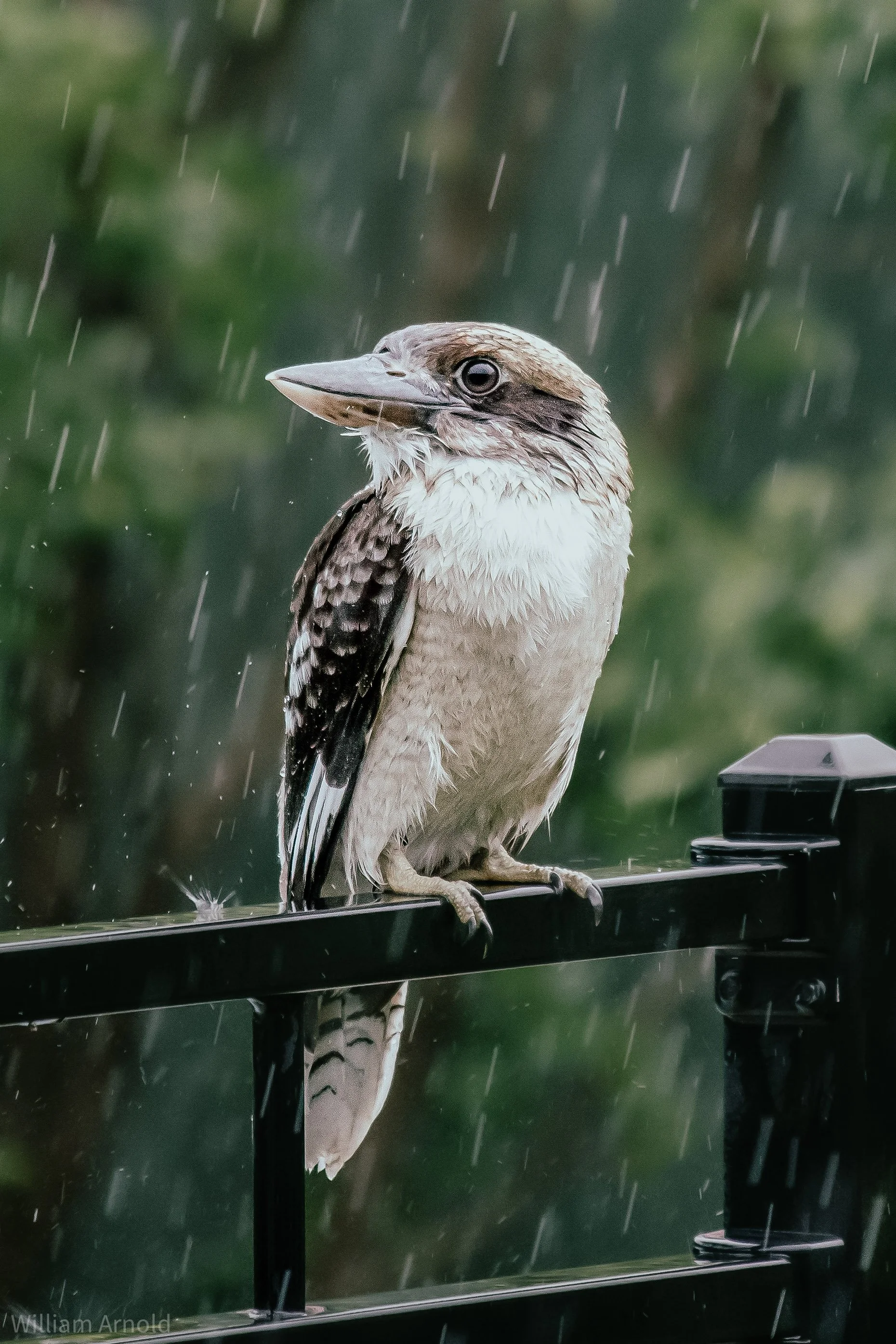 20200206-kookaburra in the rain.jpg