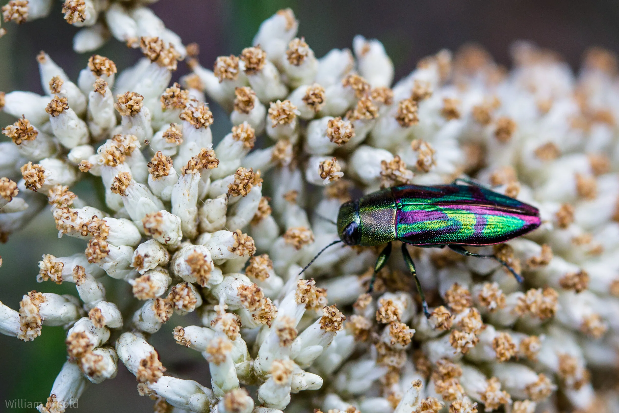 20171228-Jewel Beetle Melobasis spp. (Coleopter
