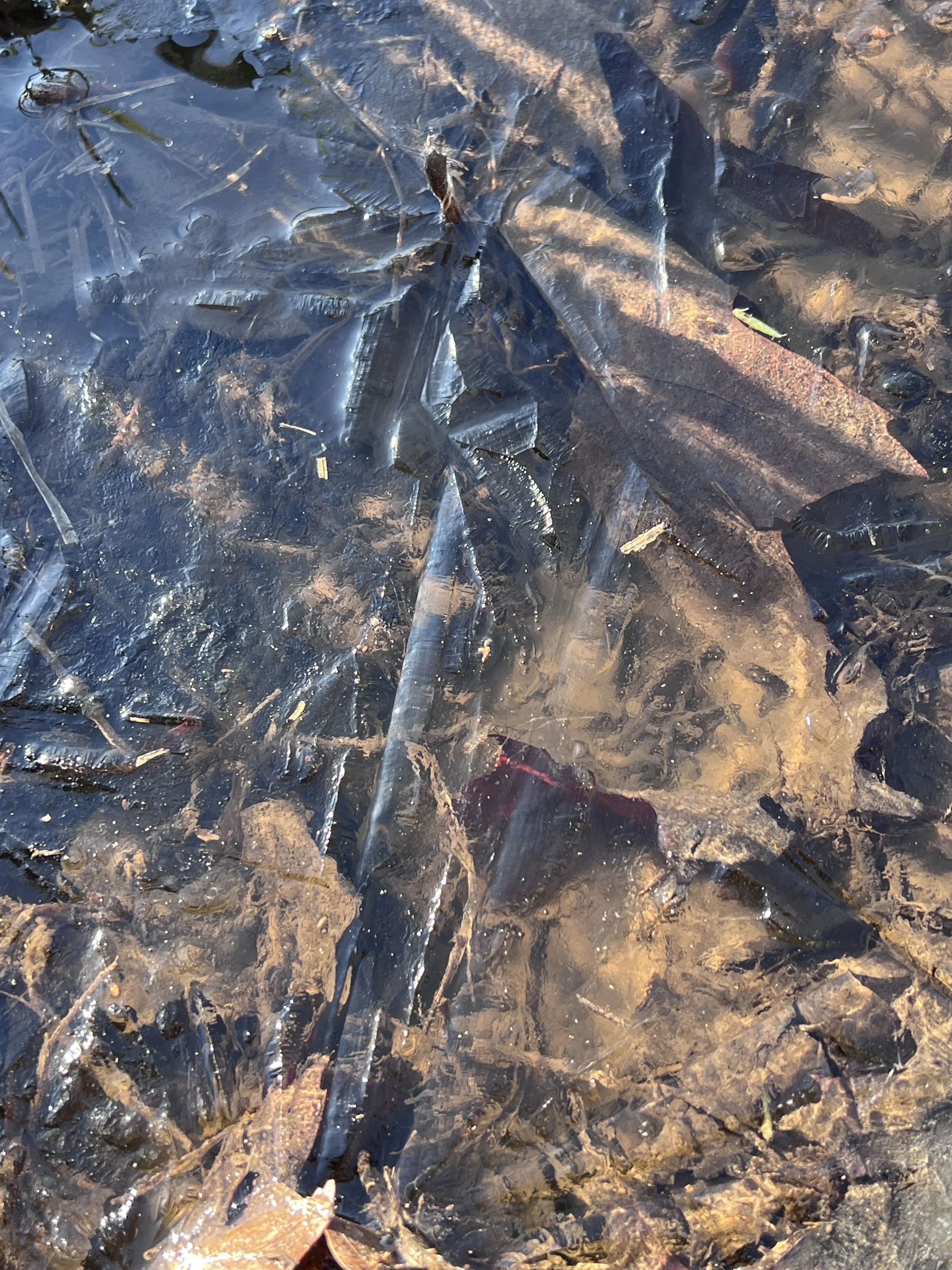 Close-up of a shallow stream with ice over clear water, showing rocks and fallen brown leaves at the bottom.