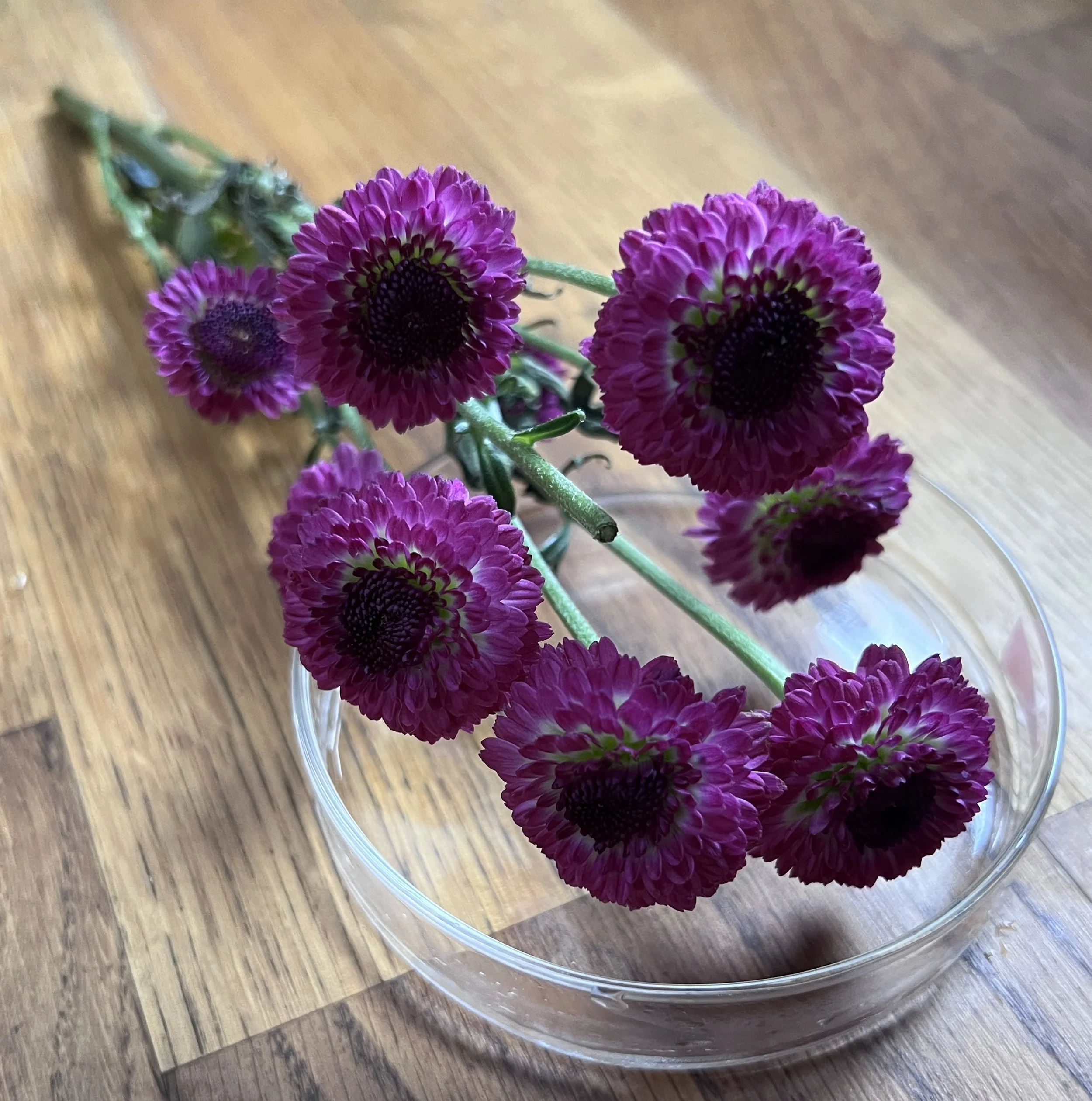 Close-up of purple and pink flowers over a petri-dish on a wooden surface.