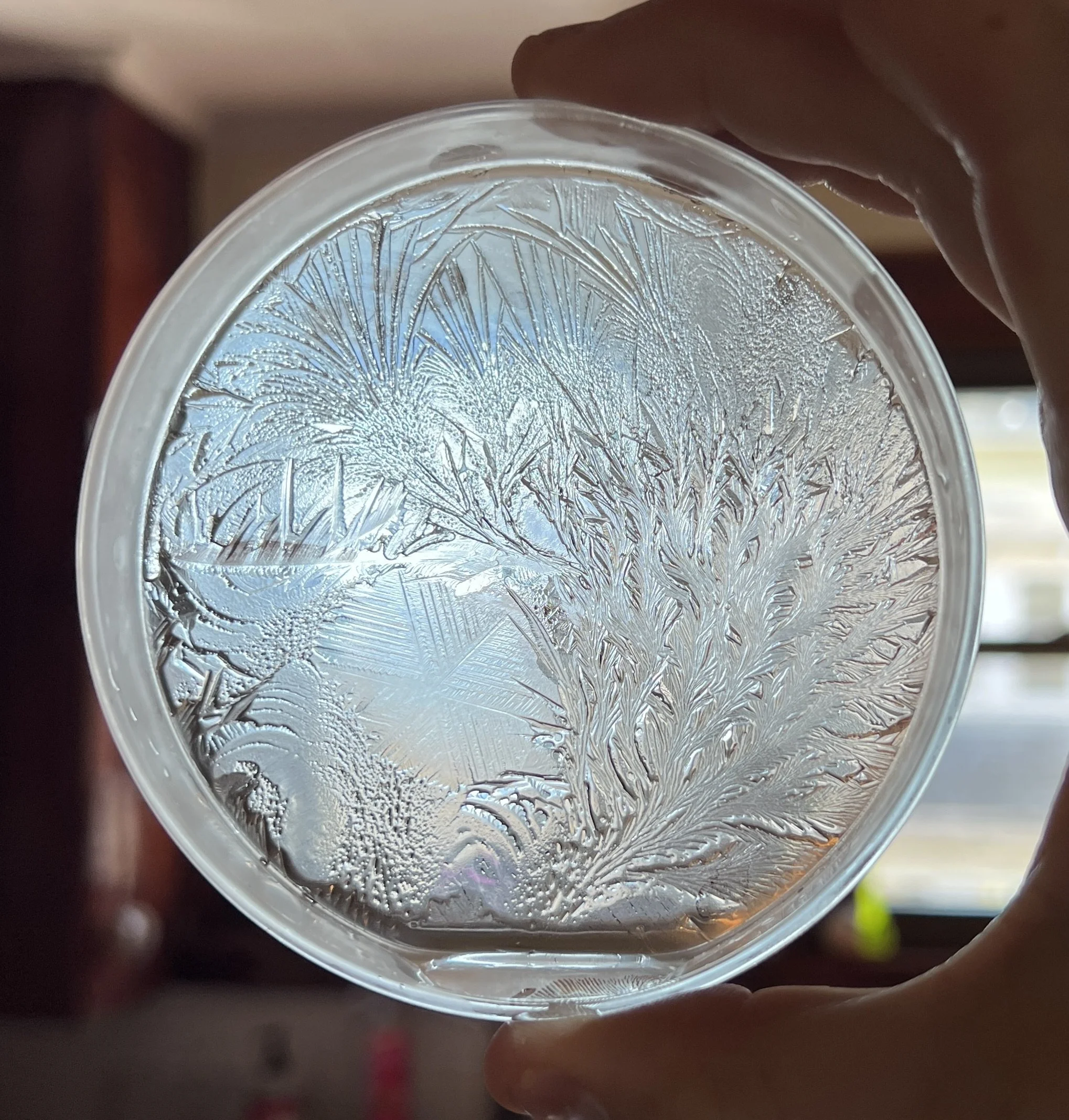 Close-up of a petri-dish with ice patterns and hydroglyph