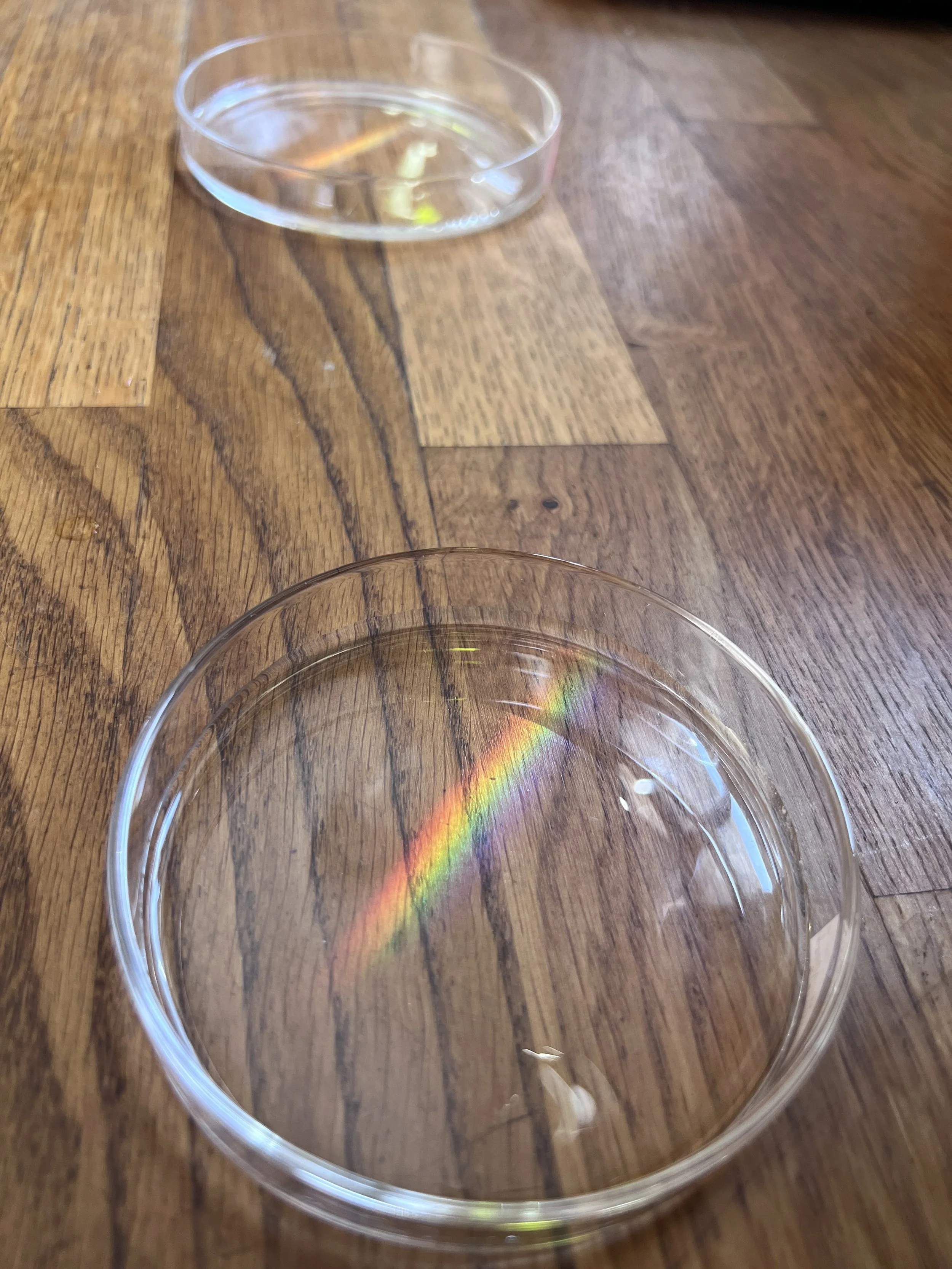 Close-up of a petri- dish with rainbow exposure sitting on a wooden surface.