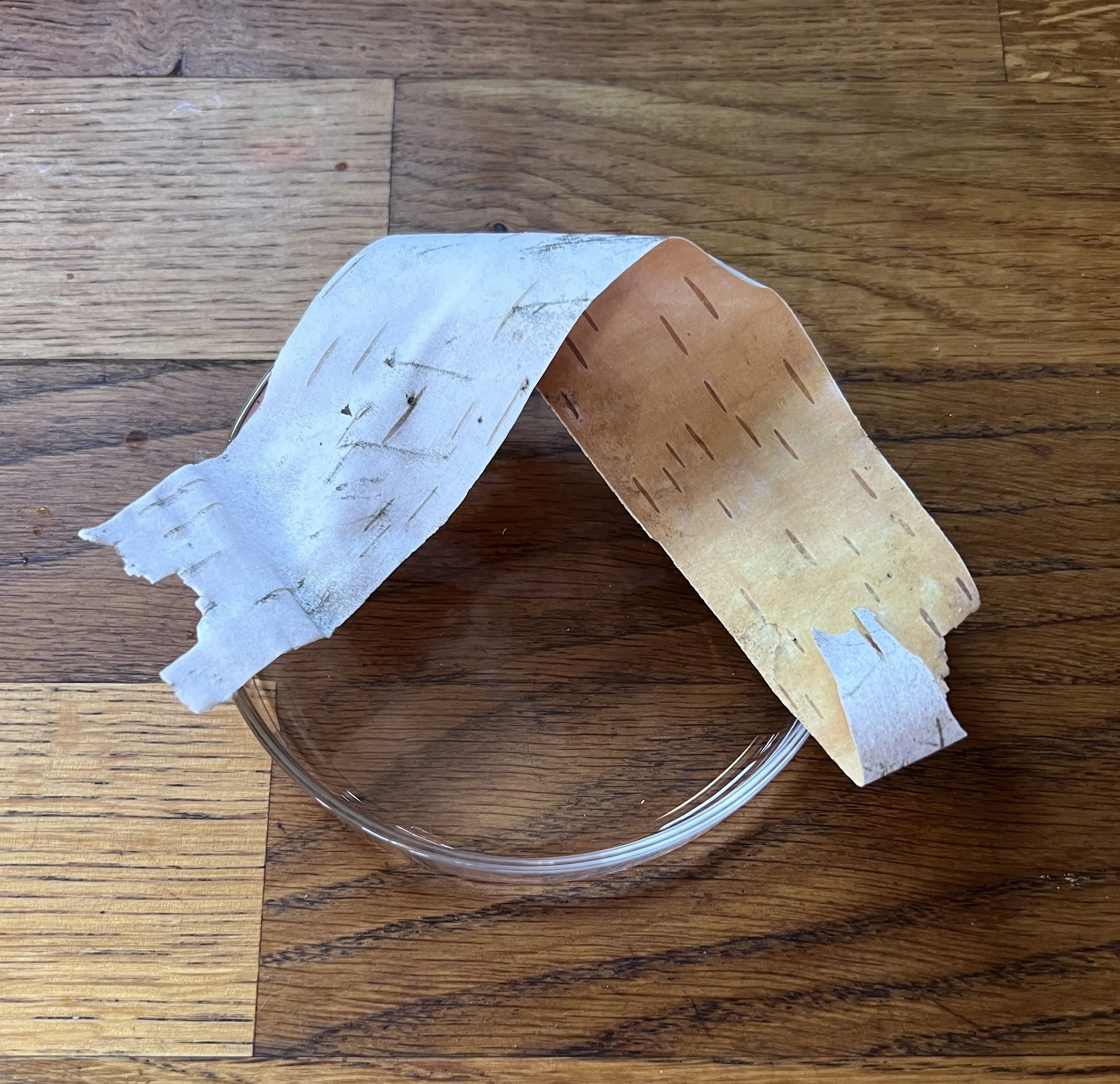 A partially peeled sheet of birch bark lying over a petri-dish