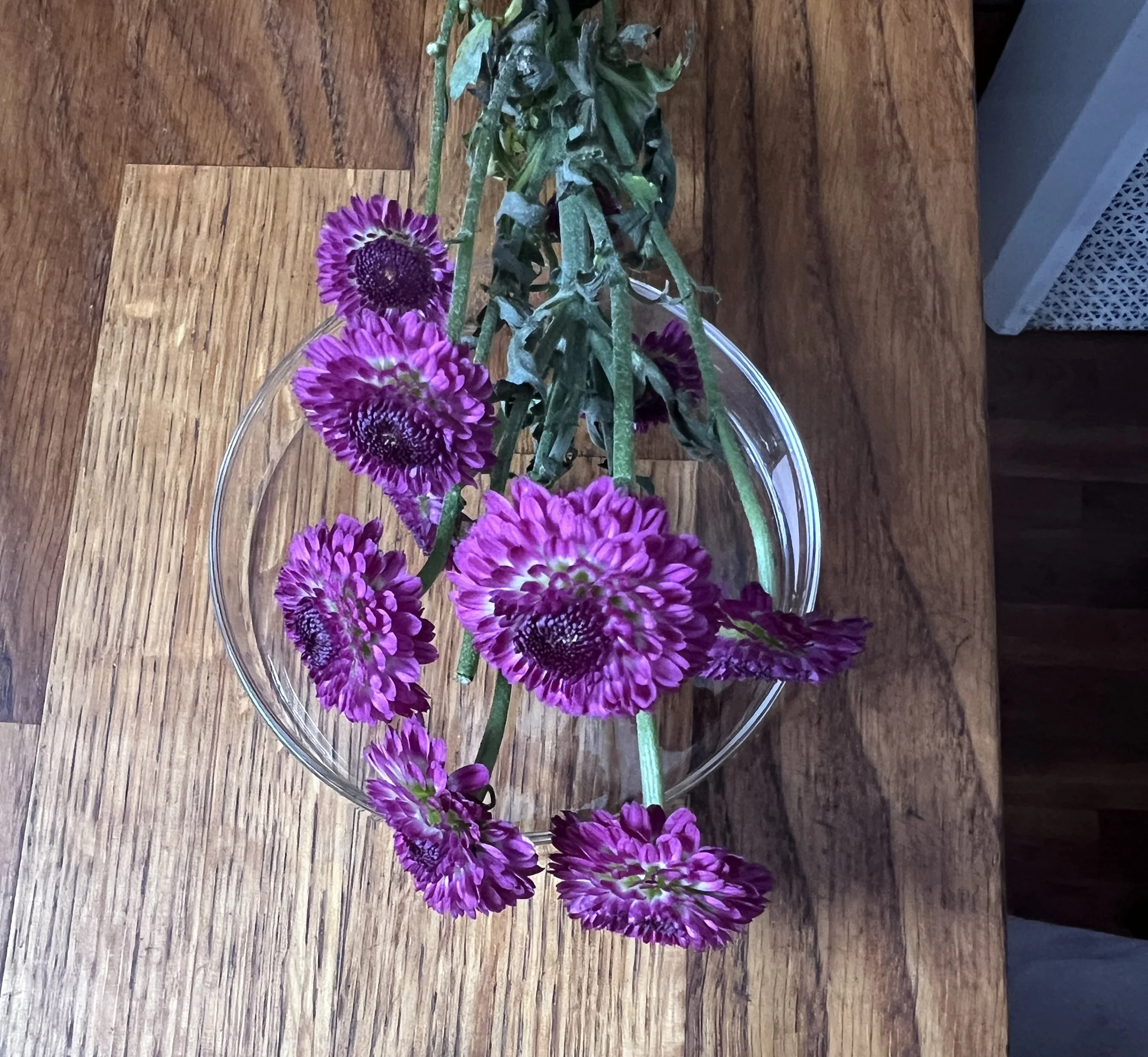 Purple flowers over a Petri dish on a wooden table.