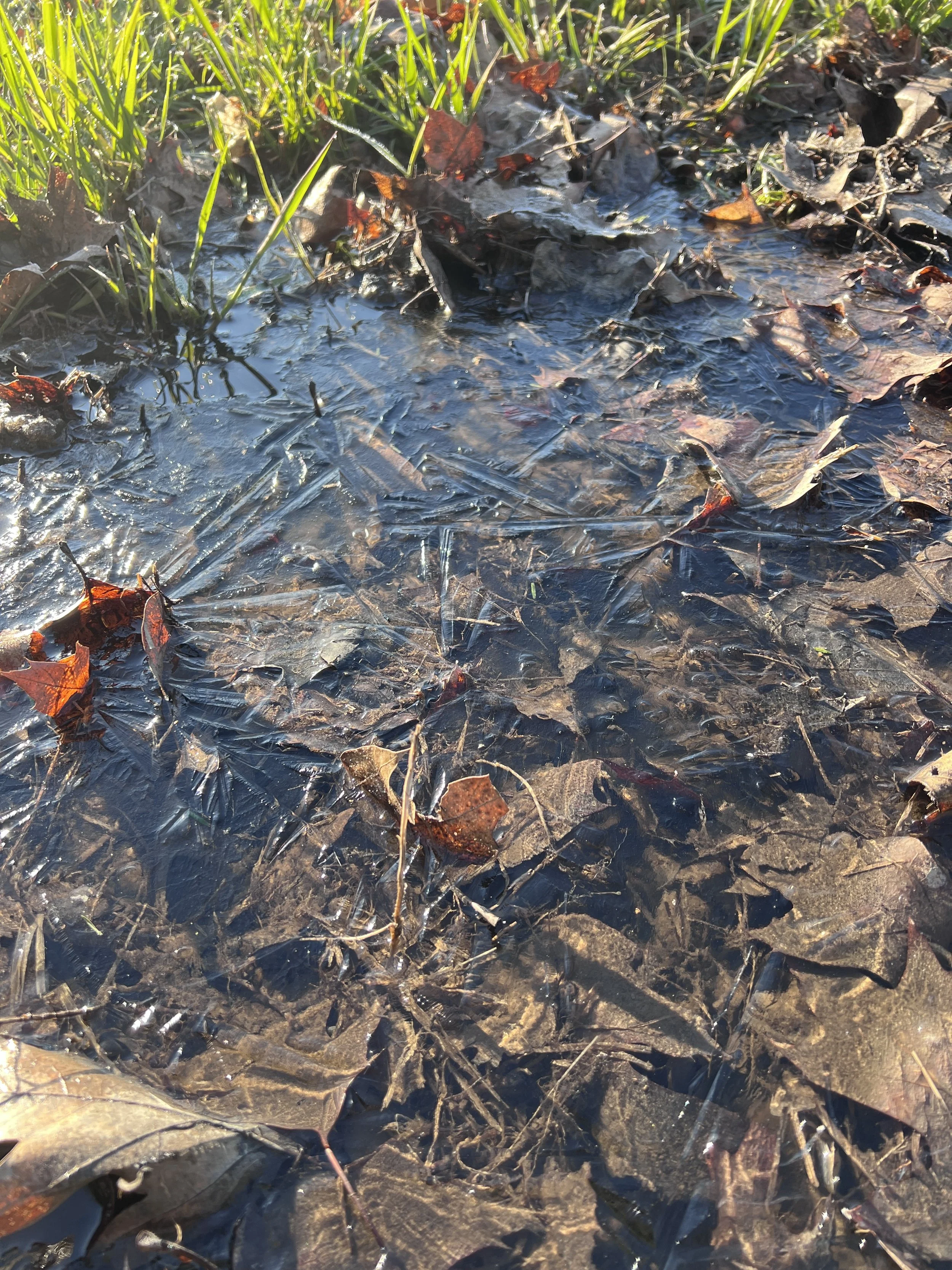 A small patch of water with ice and fallen leaves on the ground, surrounded by green grass.