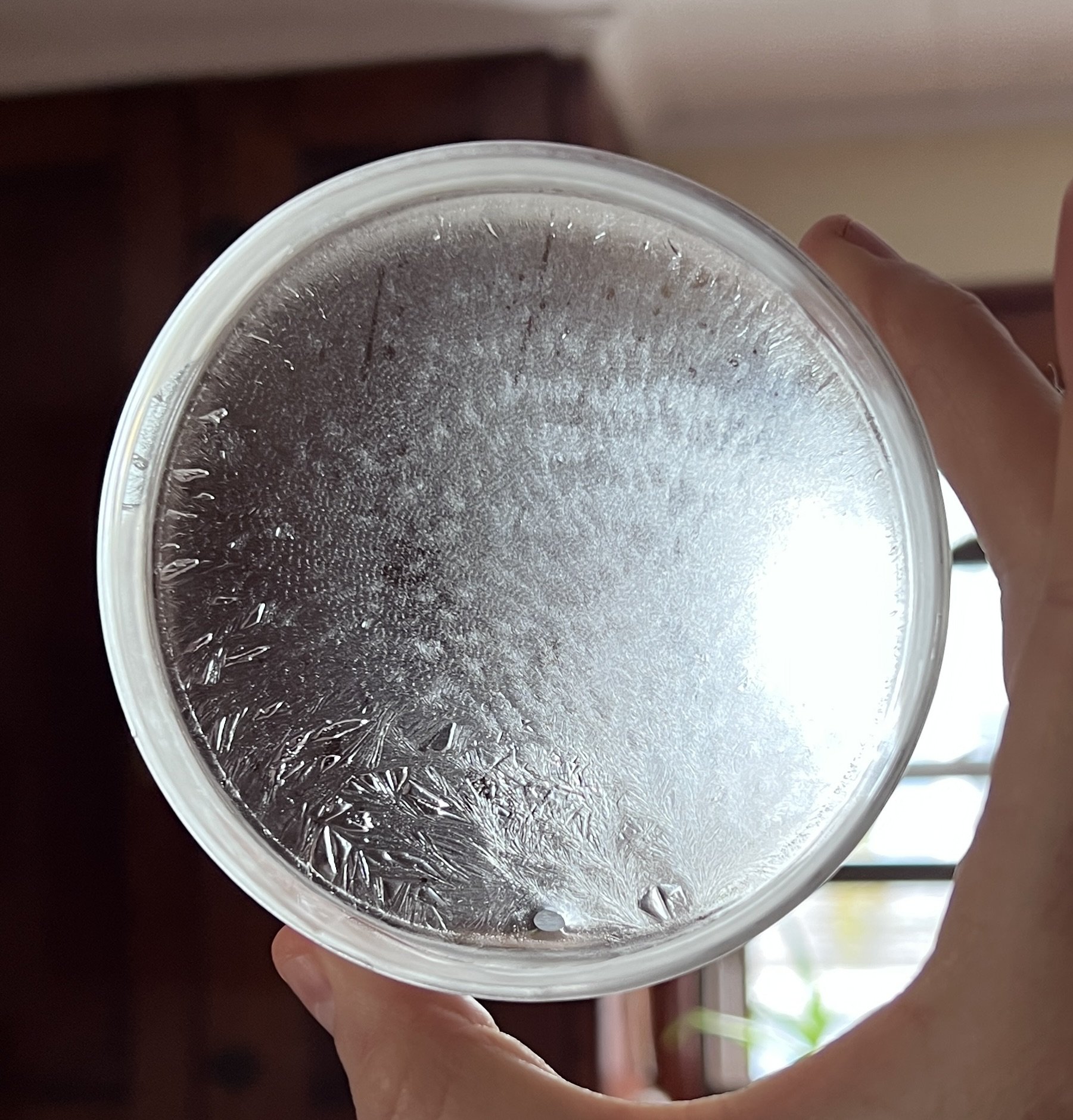 Close-up of a petri-dish with ice patterns and hydroglyph