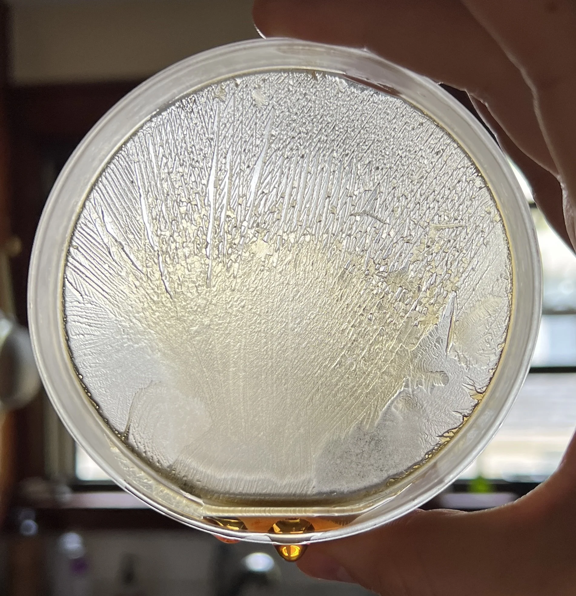 Close-up of a petri-dish with ice patterns and hydroglyph