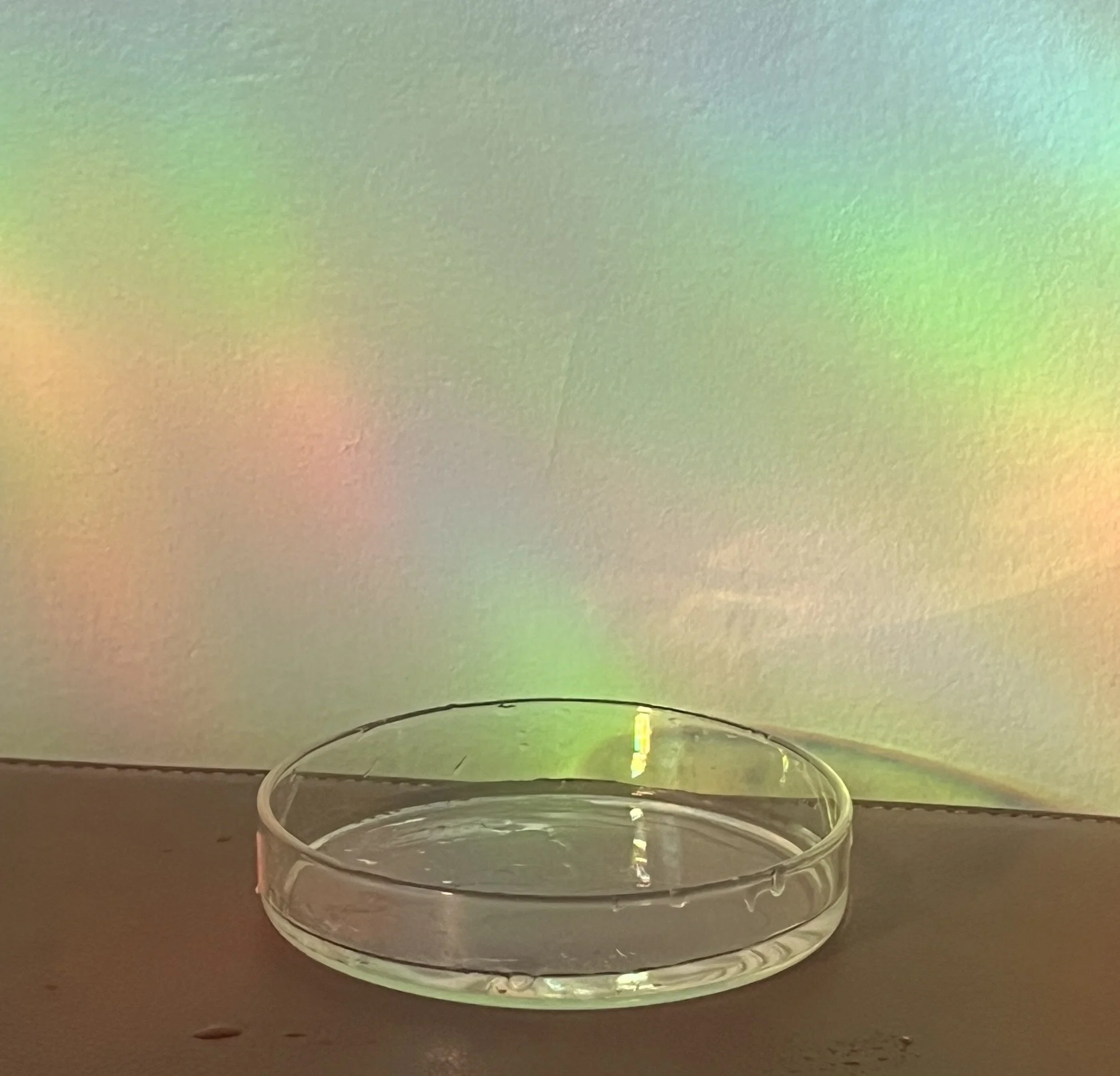 A Petri dish placed on a flat surface surrounded by rainbow
