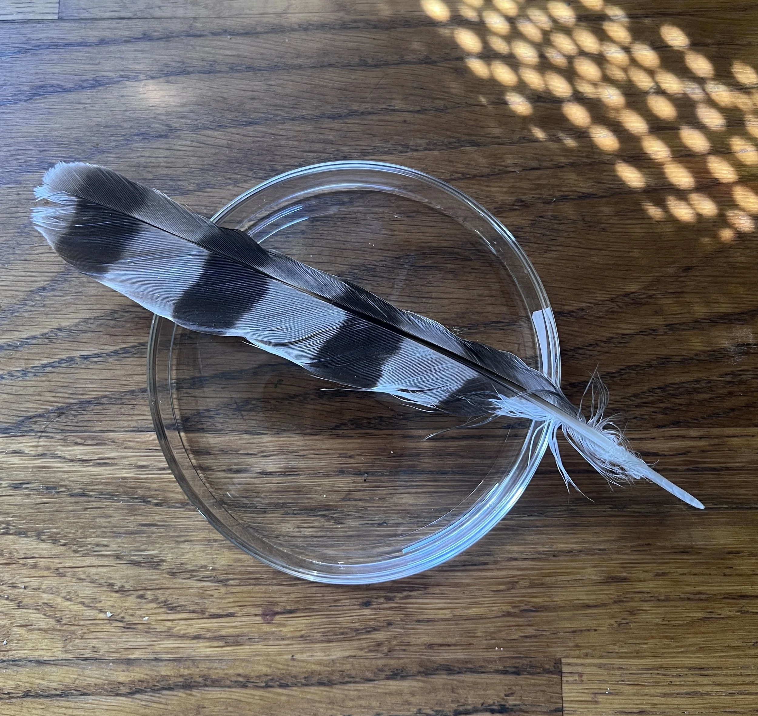 A black and white feather resting on a Petri dish