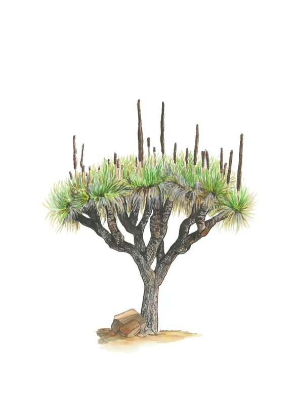 Branching Xanthorrhoea