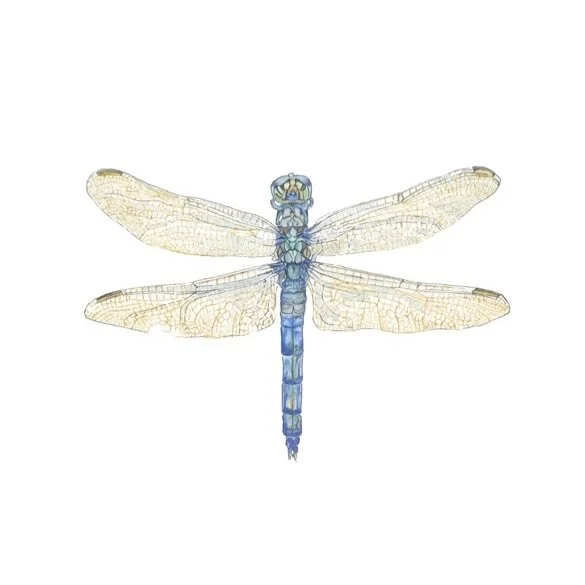 The (Im)perfect Dragonfly