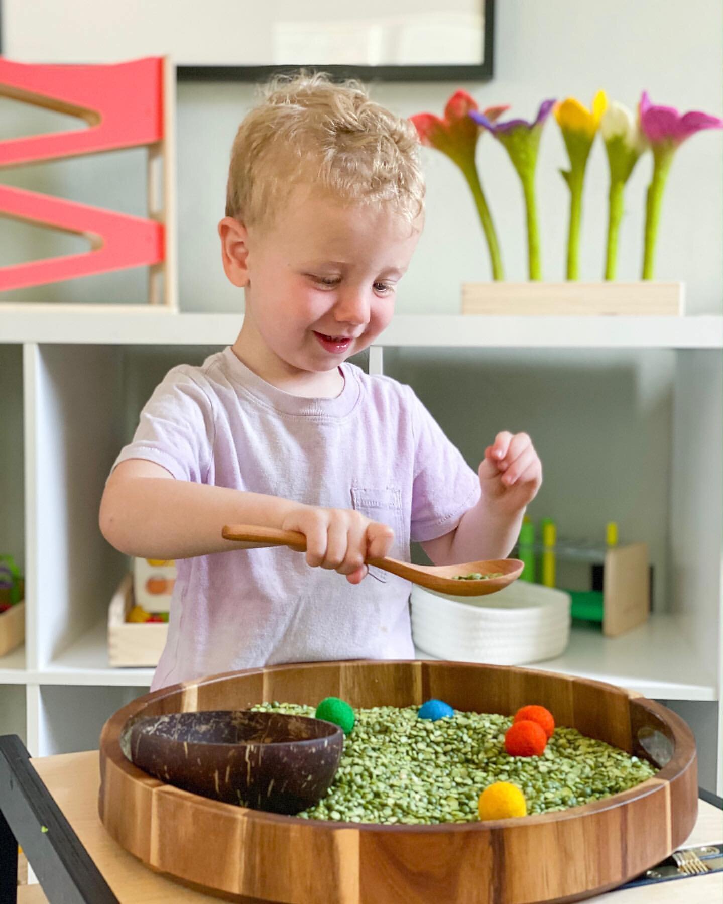 Looking for a sensory bin filler to go on your St Paddy&rsquo;s&rsquo; Day sensory play? Dried green split peas is one of our favorites &mdash; plus, it&rsquo;s naturally green 🍀 Comment with your favorite sensory bin filler below 👇🏼 
.
.
.
📷 @he