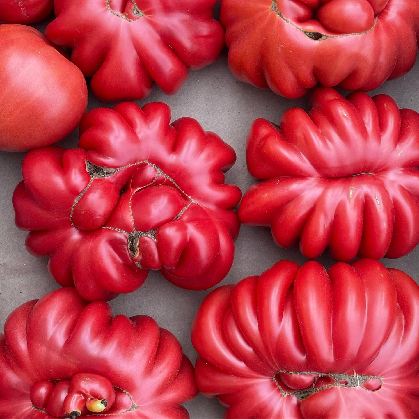 Funky tomatoes from @foppemasfarm &mdash; can anyone name the variety?