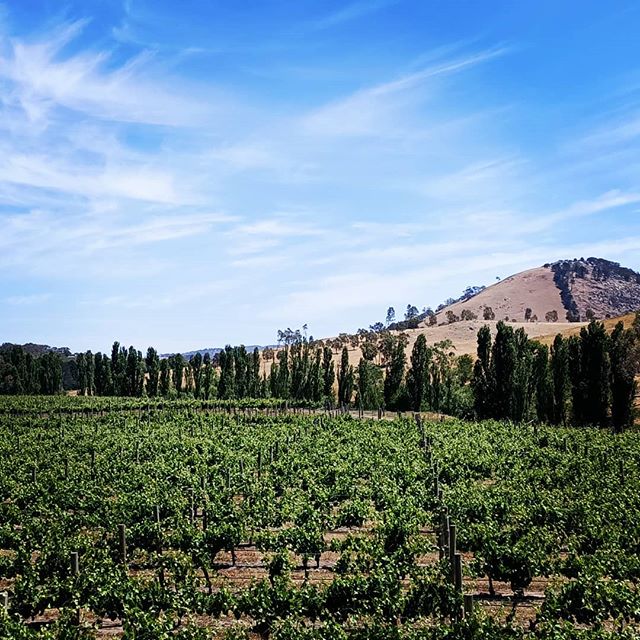 Merindoc Cellar Door is closed this Friday (tomorrow) but open Saturday 14th and Sunday 15th 10am-5pm for last minute Christmas shopping and wine tastings. 
Our museum wine sale is still on (limited stock) $20 each or $100 a case. 🍷🎁