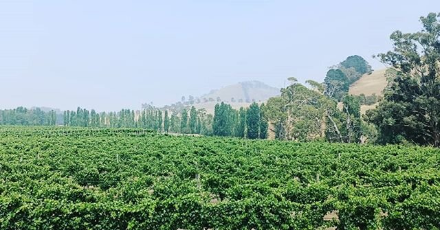 It's another smokey day at Merindoc. We hope all our customers are safe and well. 
We wish to inform our customers that our cellar door will remain closed in 2020 until further notice, but our wines can be purchased online (website in bio) Dan Murphy