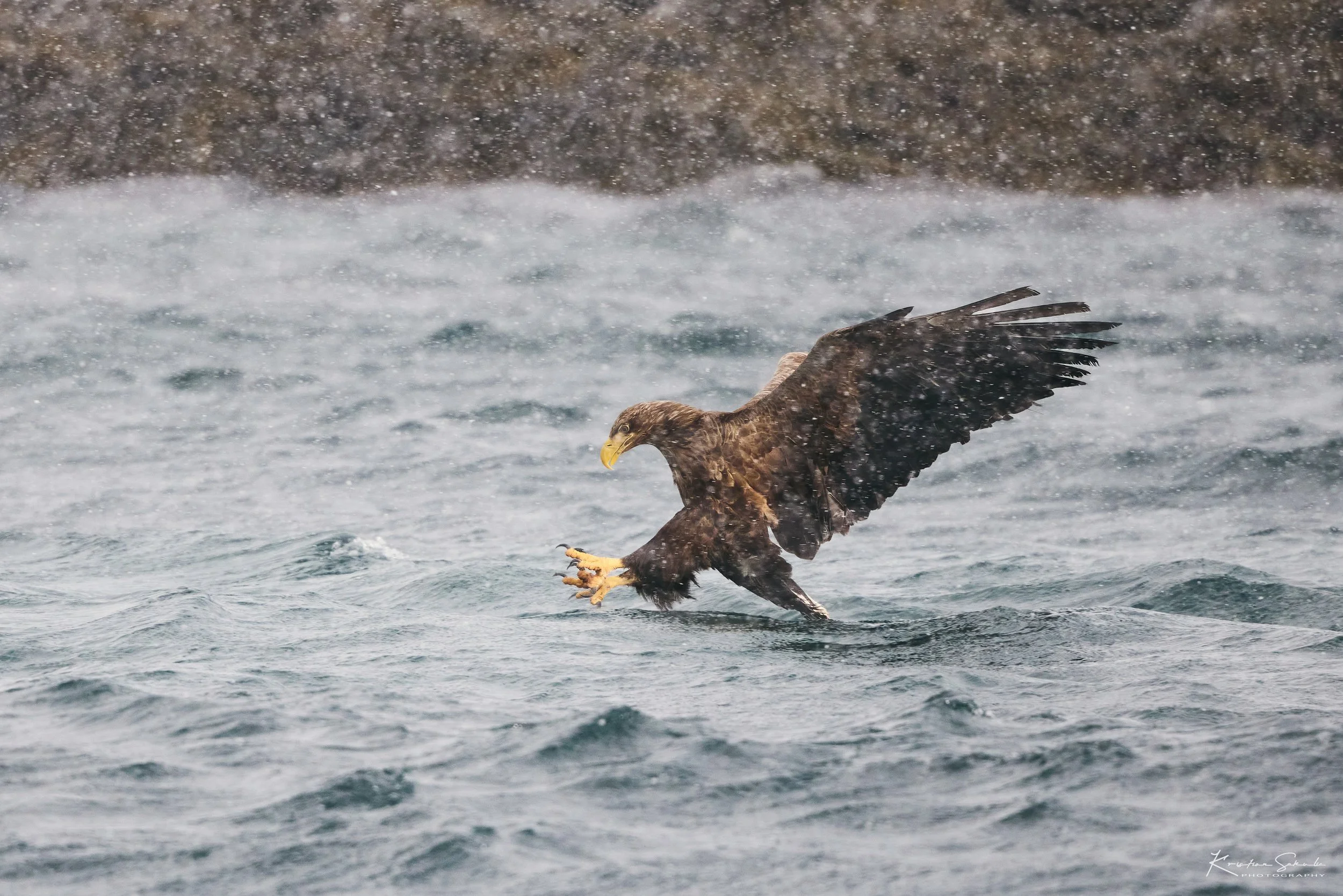 3Z6A3932-SharpenAI-Focus copy3.jpg