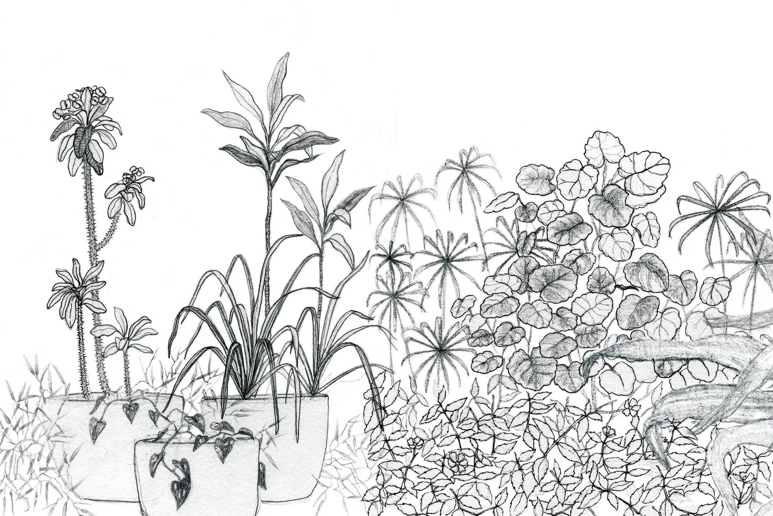Wildgarden wallpaper_Flat_for WEBSITE12_RGB.jpg