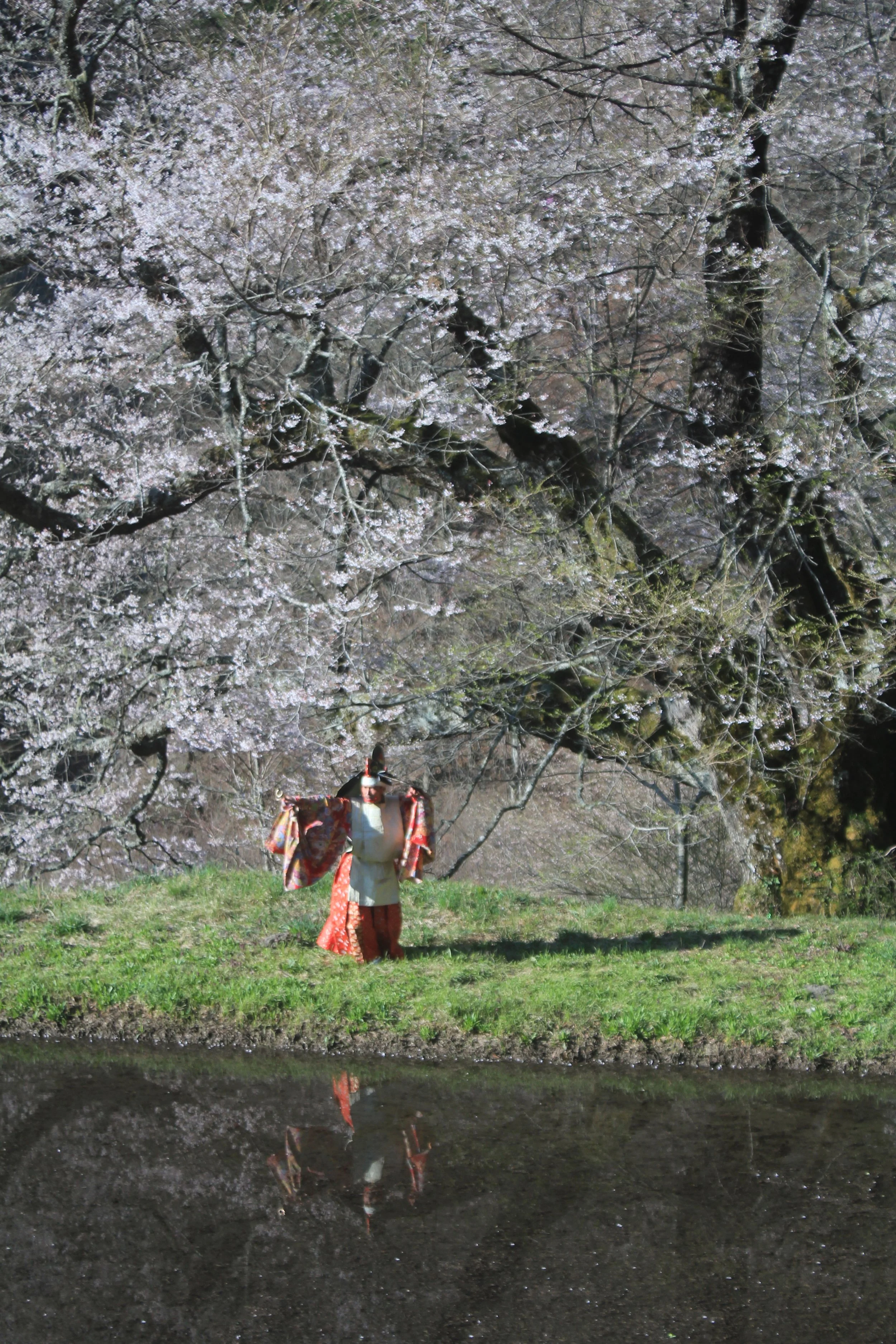 駒つなぎの桜 奉納舞