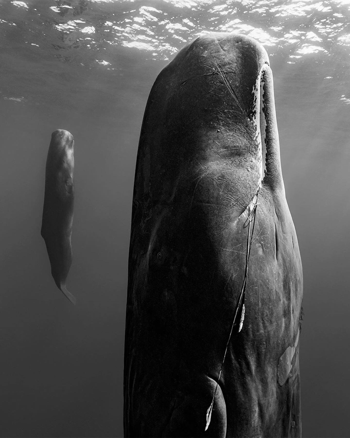 A mother sperm whale and her calf. @paulnicklen has outdone himself here 😯
.
.
.
.
.
#paulnicklen #sealegacy #spermwhale #whale #whales #whalesofinstagram #whalewatching #whaleart #underwater #underwaterphotography #underwaterphotographer #underwate