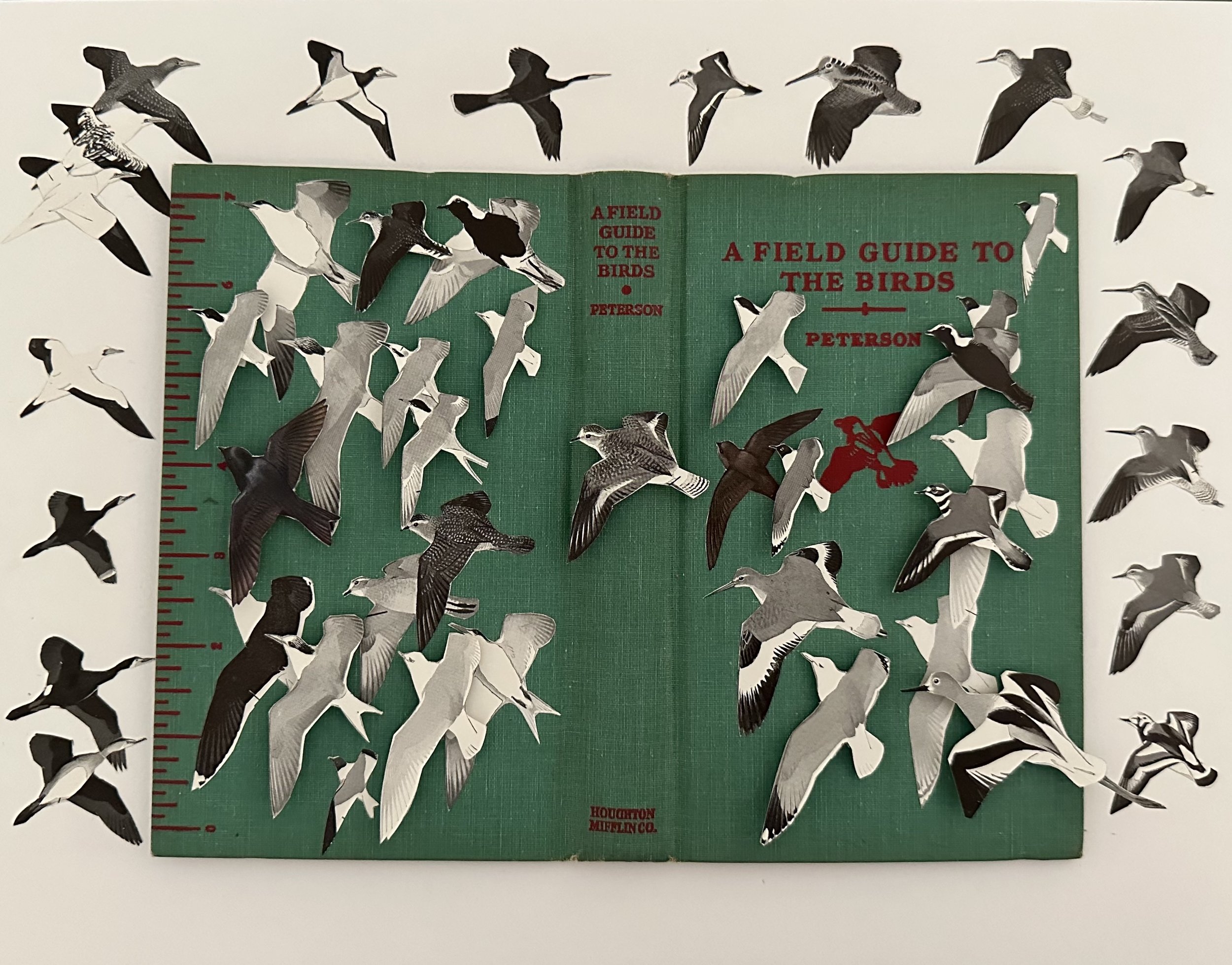 A Field Guide to the Birds (1947)