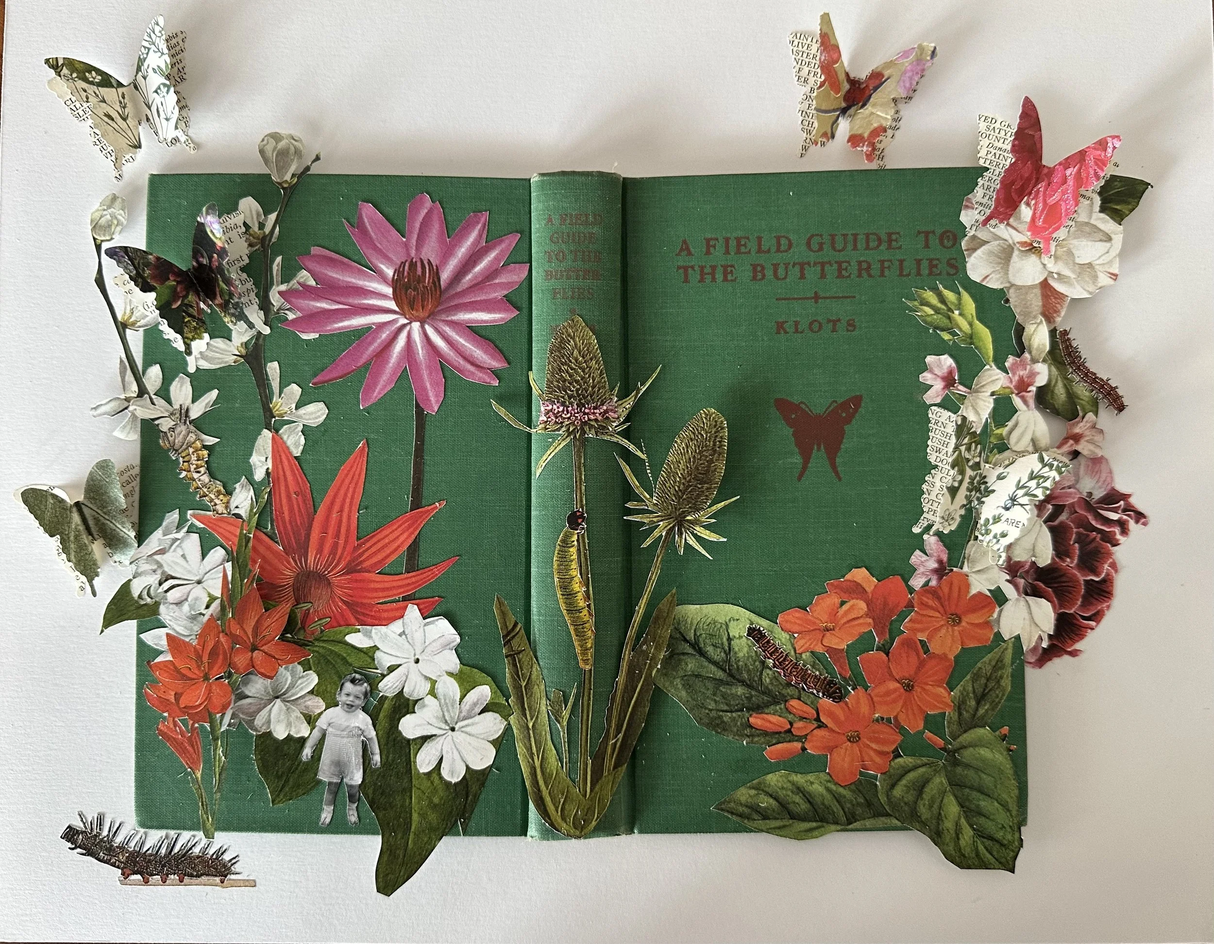 The Field Guide to the Butterfly (1951)