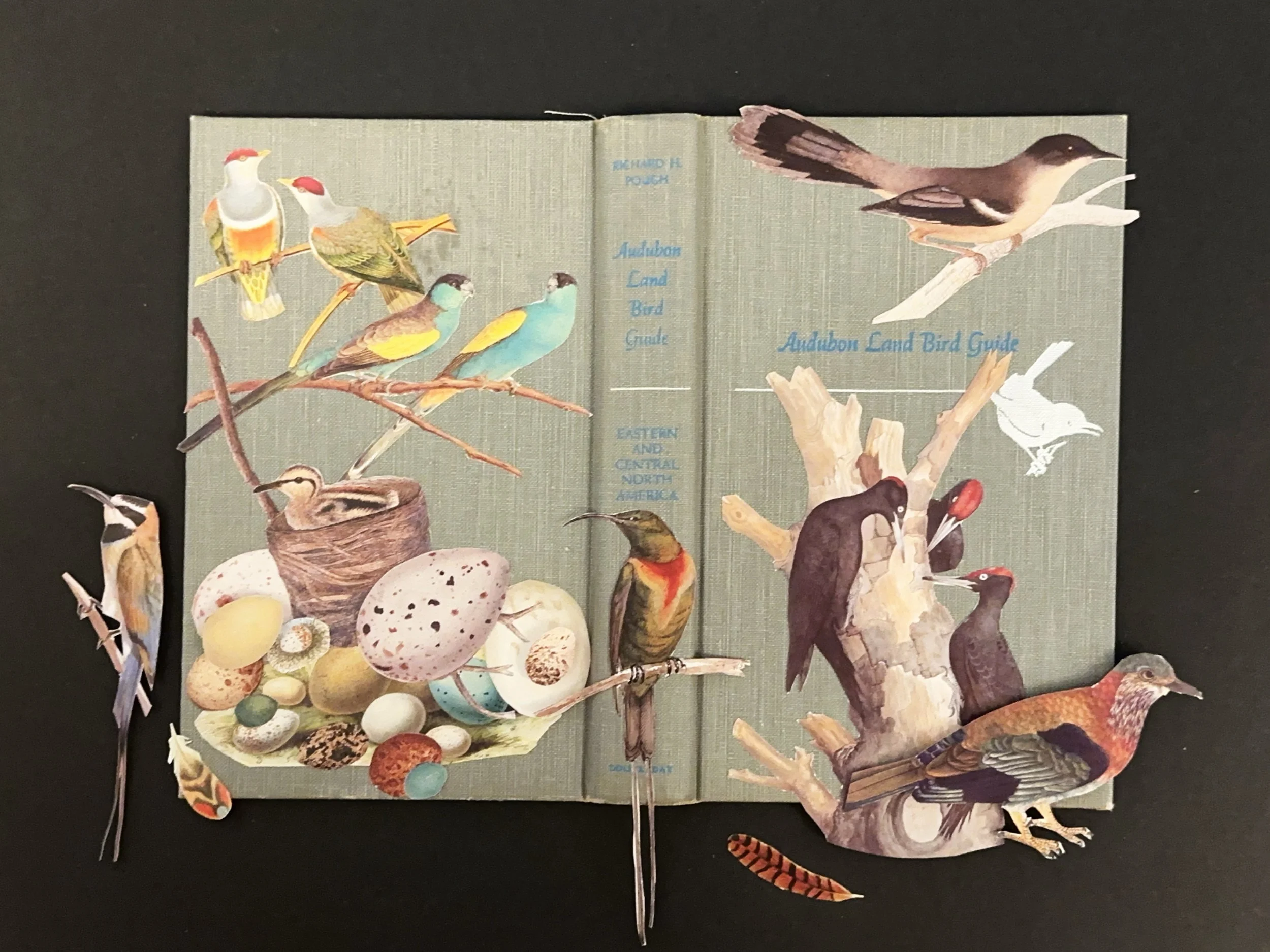 Audubon Land Bird Guide (1949)
