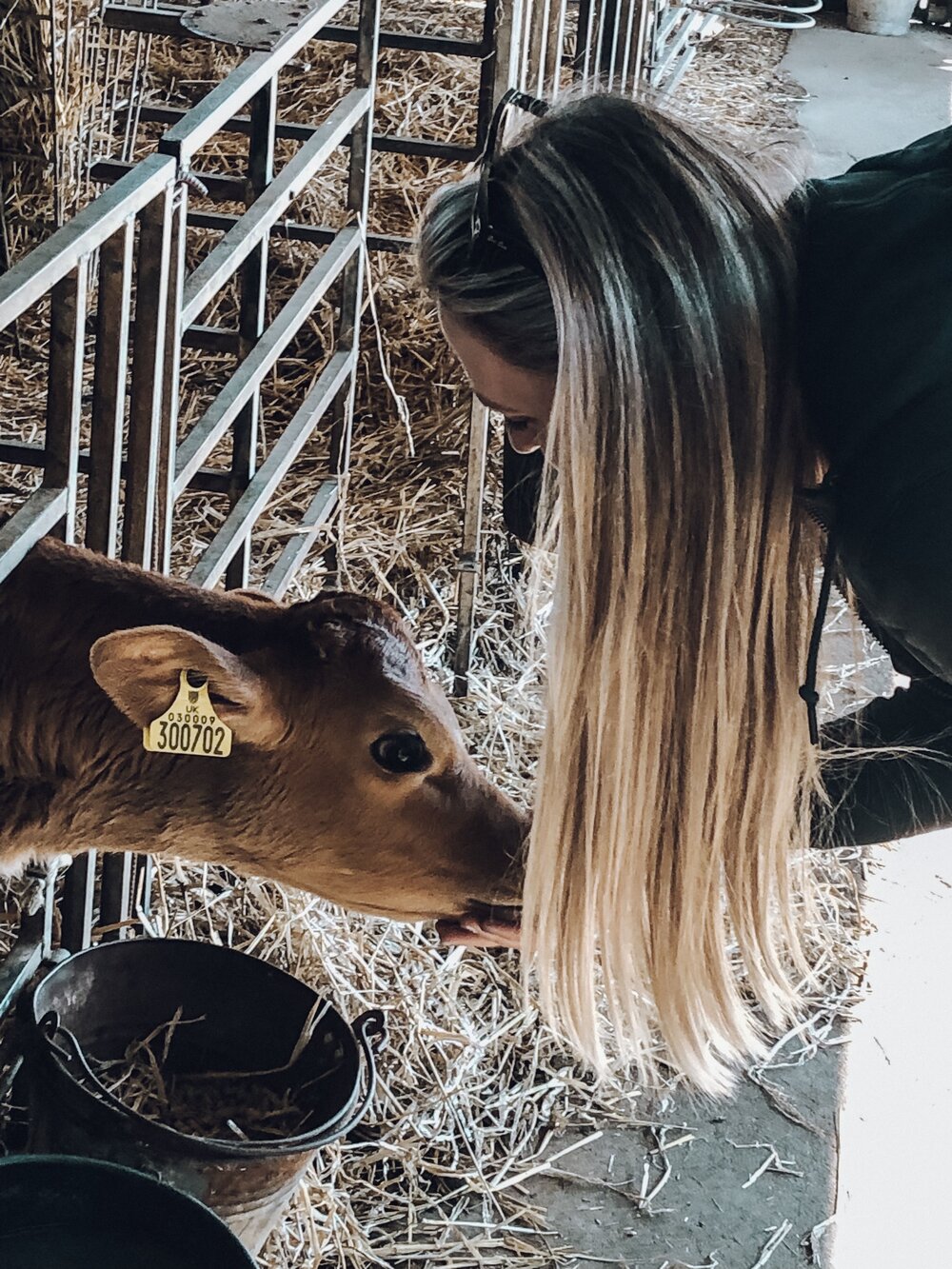Petting a baby Jersey cow