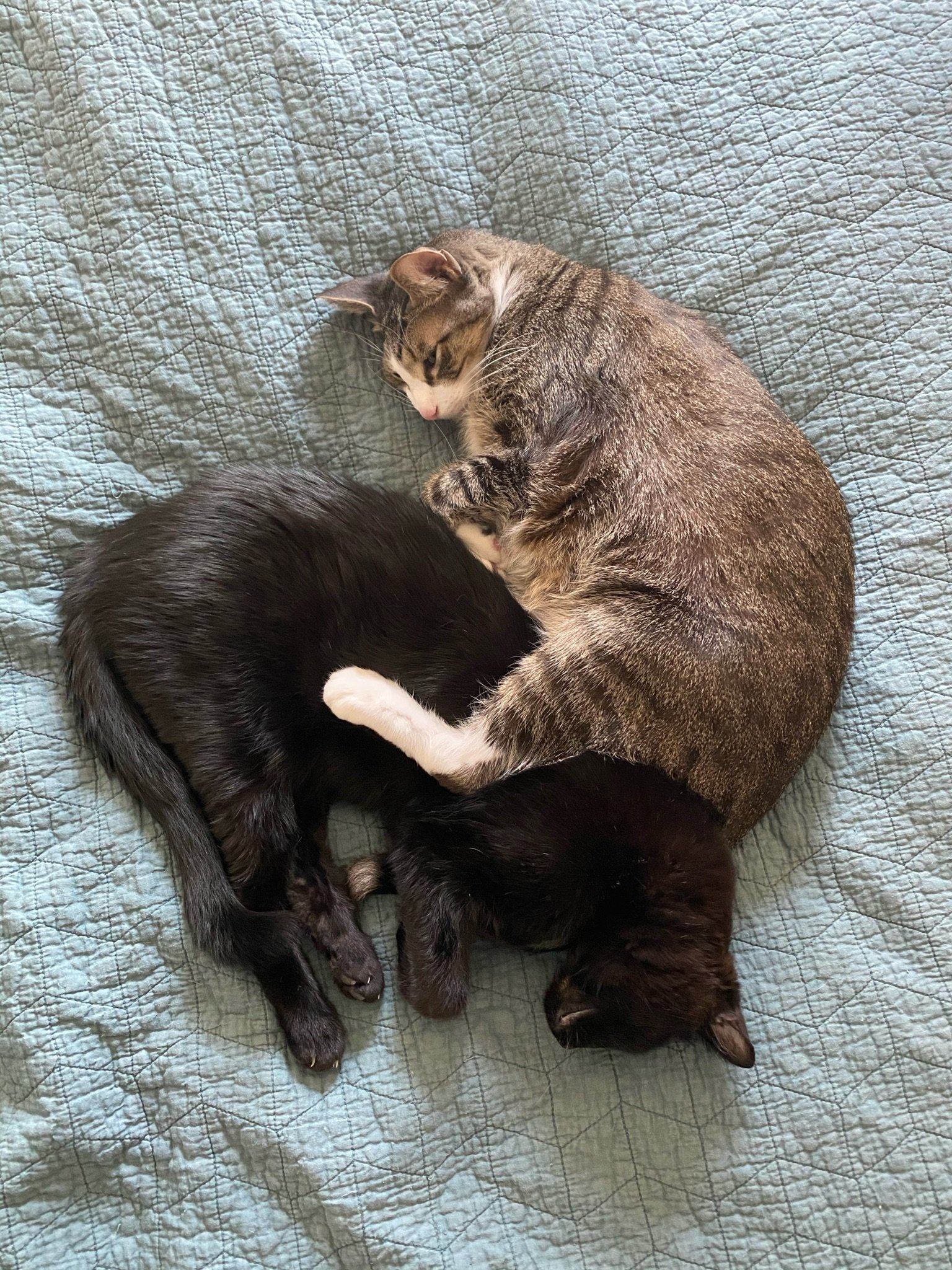 A chonky tabby cat, Linus, with a pink nose lays on his side with his bag leg stretched over a black cat, Charlie, sleeping on his side. Linus looks like he’s riding Charlie backwards.
