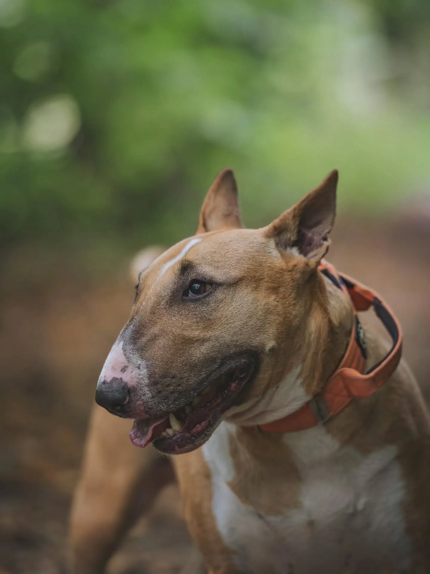 Bonnie 🧡
Such a pleasure to meet this little character 🐶

#dogphotography #dogphotographyuk #dogphotographer #dogportrait #petphotoshoot #dogphotoshoot #petportrait #dogsofinstagram #petphotography #photographer #photography #petphotos #dog #dogs