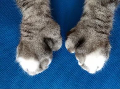 Maine Coon Extra toes